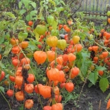 Fizalis: voće ili povrće, kako uzgajati